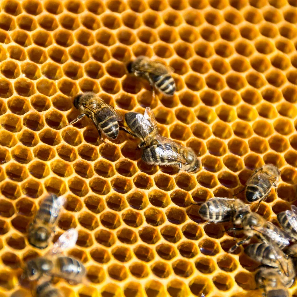 Bees on golden honeycomb