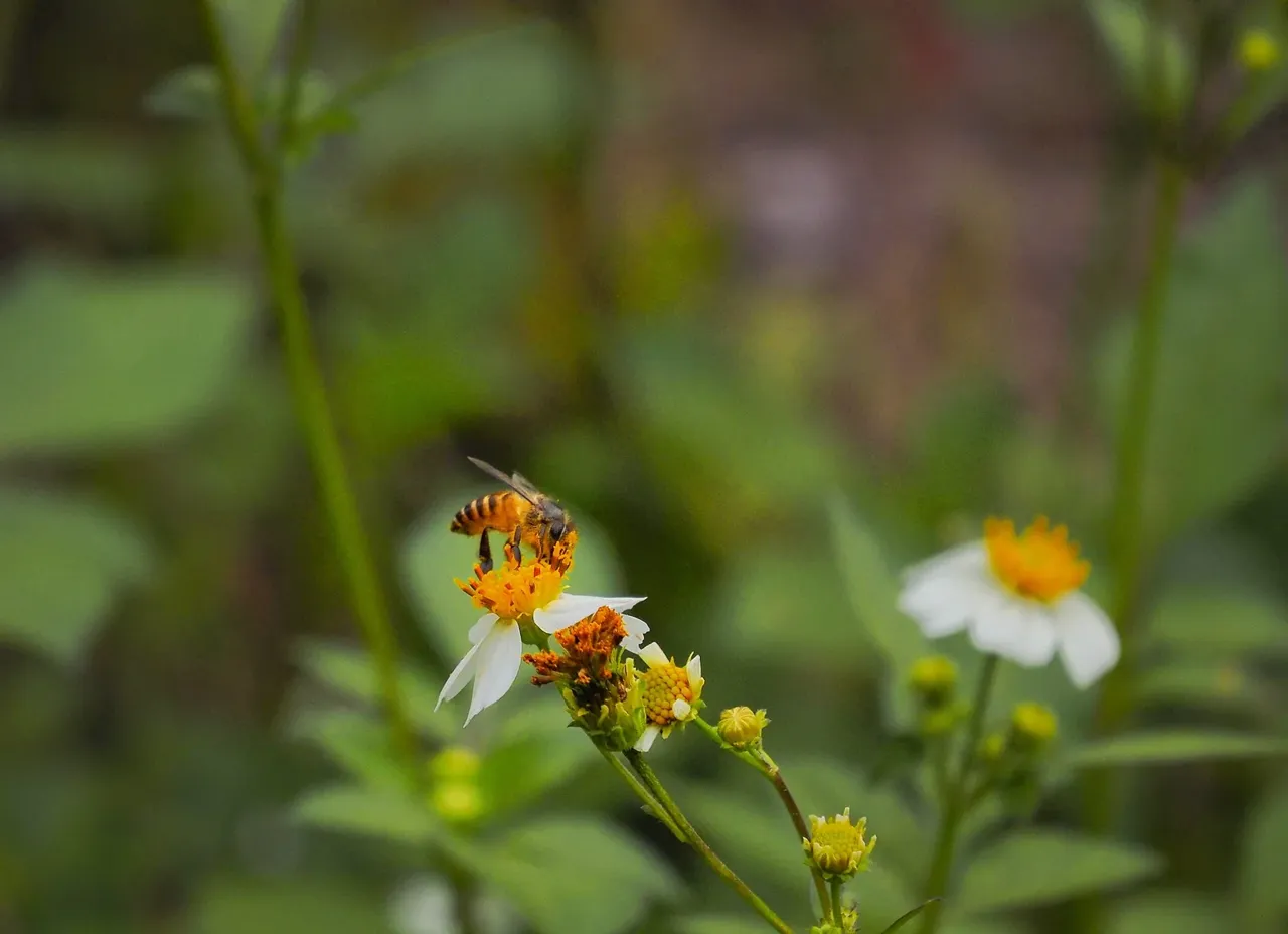 Bee on wildflowers